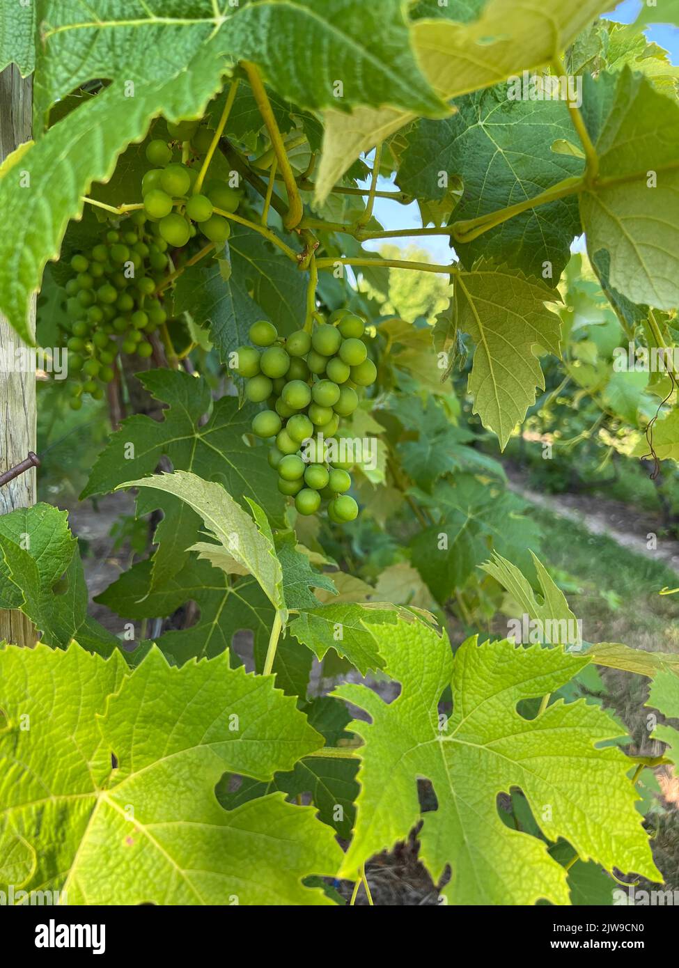 Mûrissement des raisins sur la vigne, le vignoble, la péninsule de Leelanau, le Michigan inférieur, été, USA, par Dembinsky photo Assoc Banque D'Images