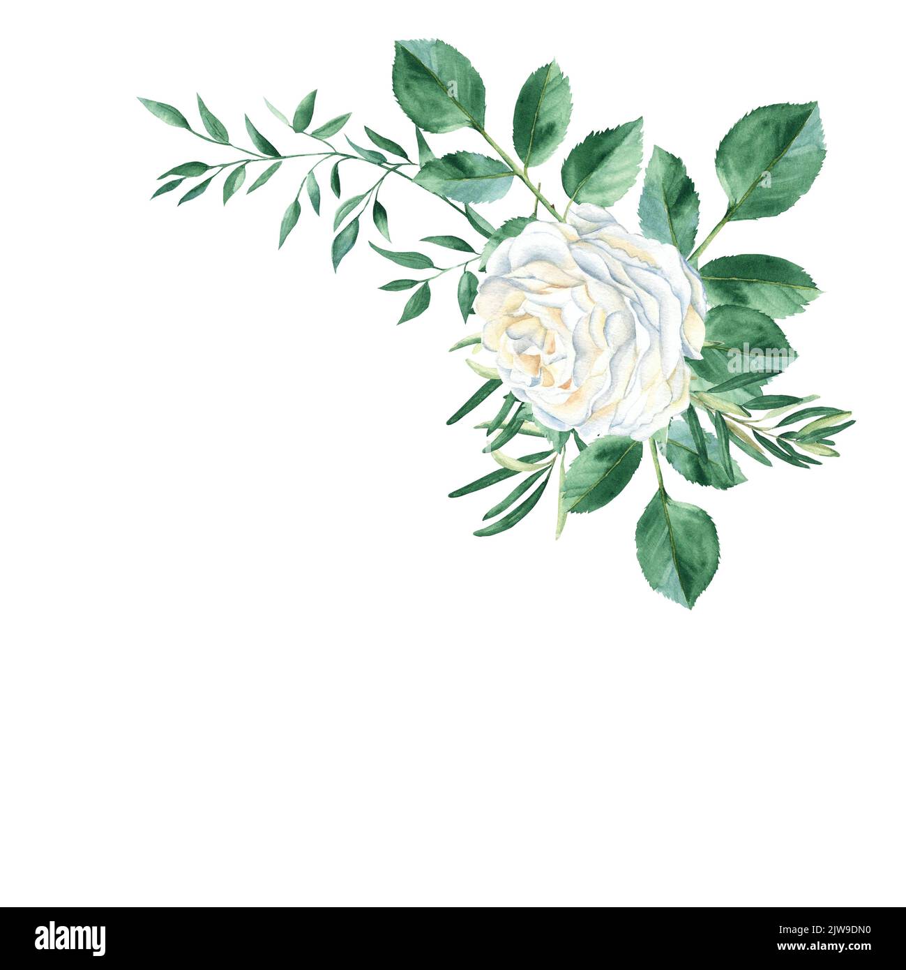 Bouquet floral aquarelle - illustration avec rose blanche, gitsophila et  verdure rustique isolée sur fond blanc. Peut être utilisé pour le mariage  Photo Stock - Alamy