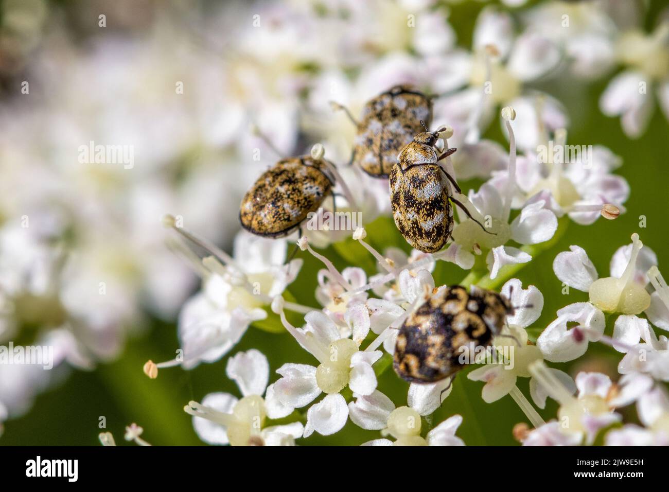 Coléoptères variés (Anthrenus verbasci) sur les fleurs des umbélifères, Royaume-Uni Banque D'Images