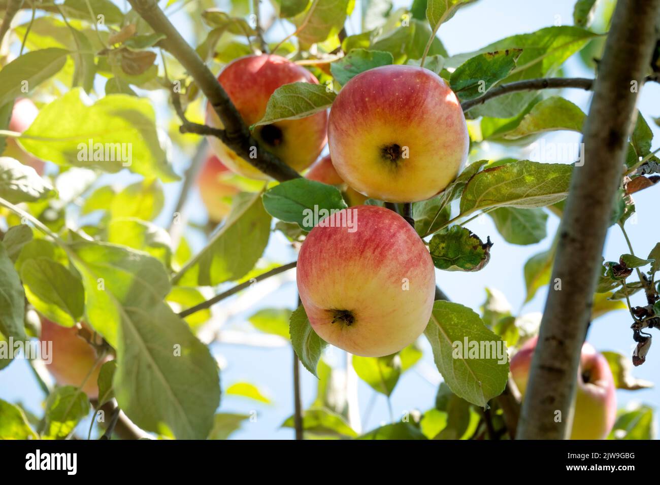 Fruits de pomme délicieux mûrs suspendus sur l'arbre, foyer sélectif Banque D'Images