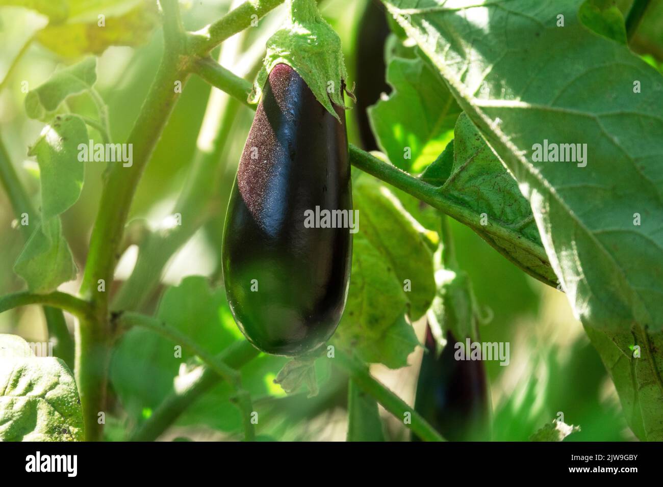 Aubergines fraîches et mûres qui poussent dans le jardin Banque D'Images
