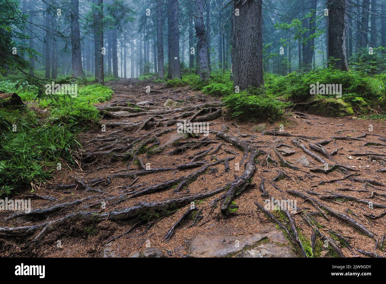 Forêt féoggy enchantée avec racines d'arbre effrayantes. Forêt mystique profonde Banque D'Images
