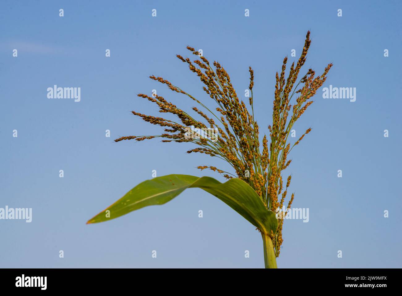 Golden Proso millet Panicum miliaceum mûre tête de semis dans le champ d'été bleu ciel plante Moldova Banque D'Images