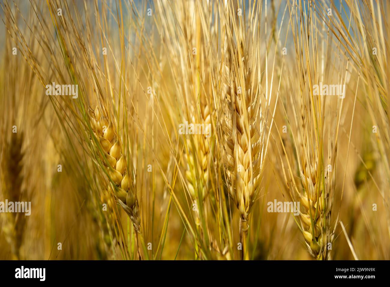 Des oreilles mûres de triticale en gros plan, vue de jour ensoleillée Banque D'Images