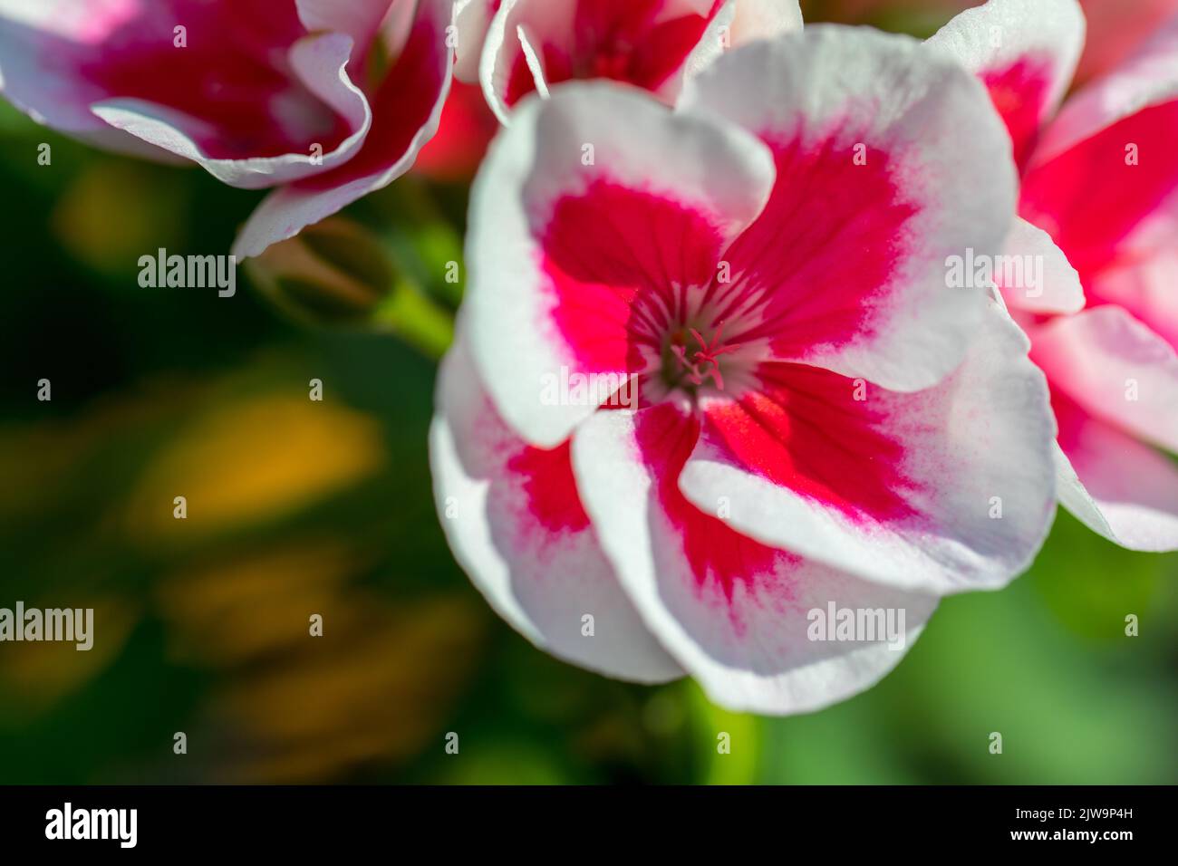 Géraniums fleuris, fleurs ornementales cultivées sur des balcons, terrasses. Banque D'Images