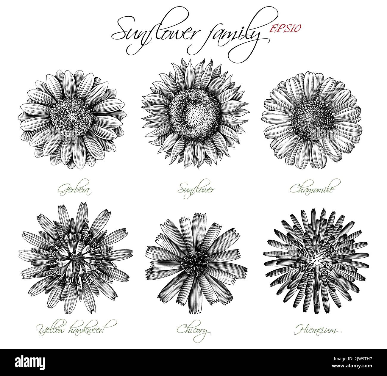 Tournesol famille dessin à la main botanique style gravure vintage Illustration de Vecteur
