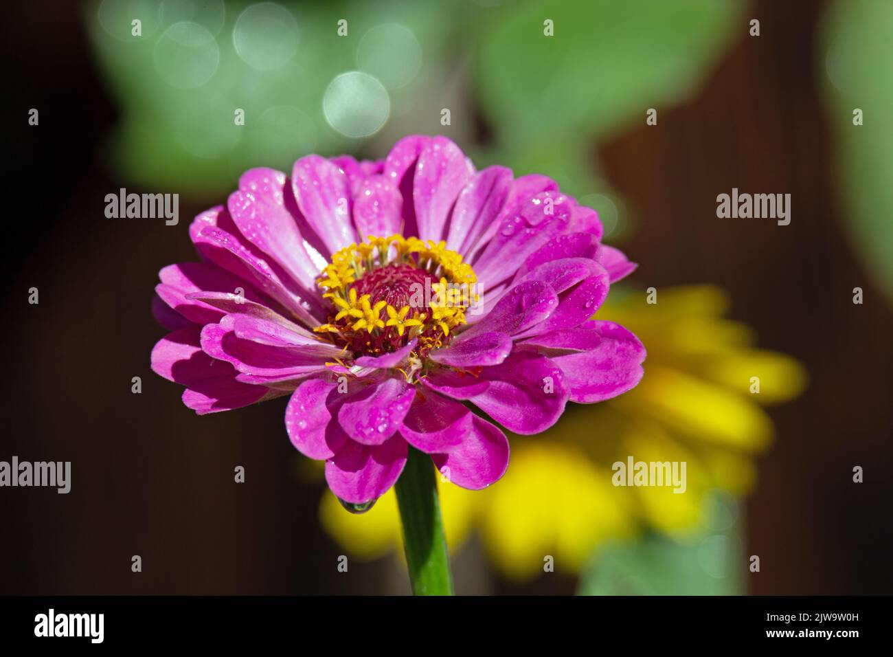 Gros plan Zinnia rose avec goutte d'eau Banque D'Images