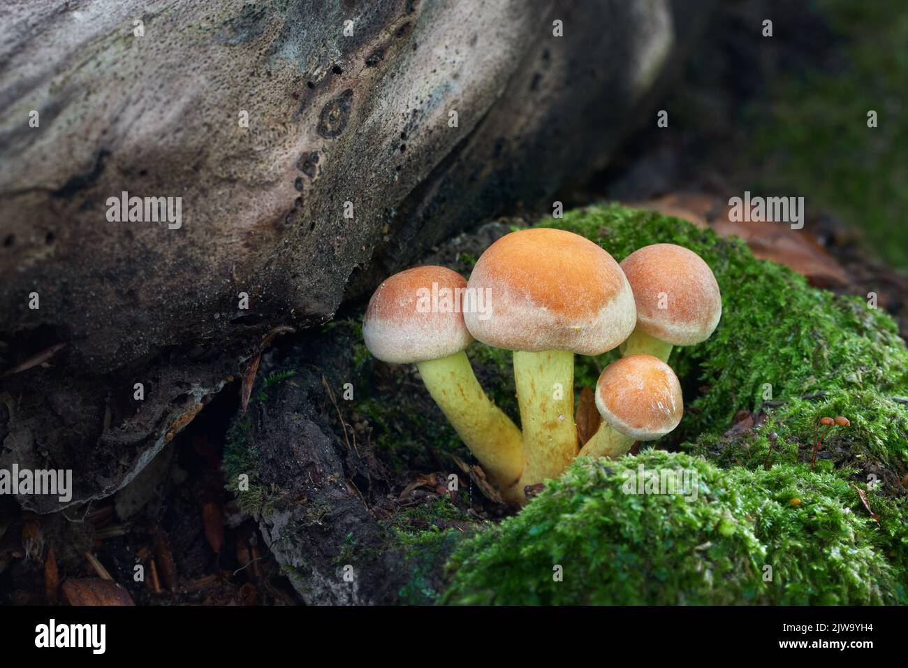 Tuft de soufre non comestible ou mélomane en grappes, Hypholoma fasciculare Banque D'Images