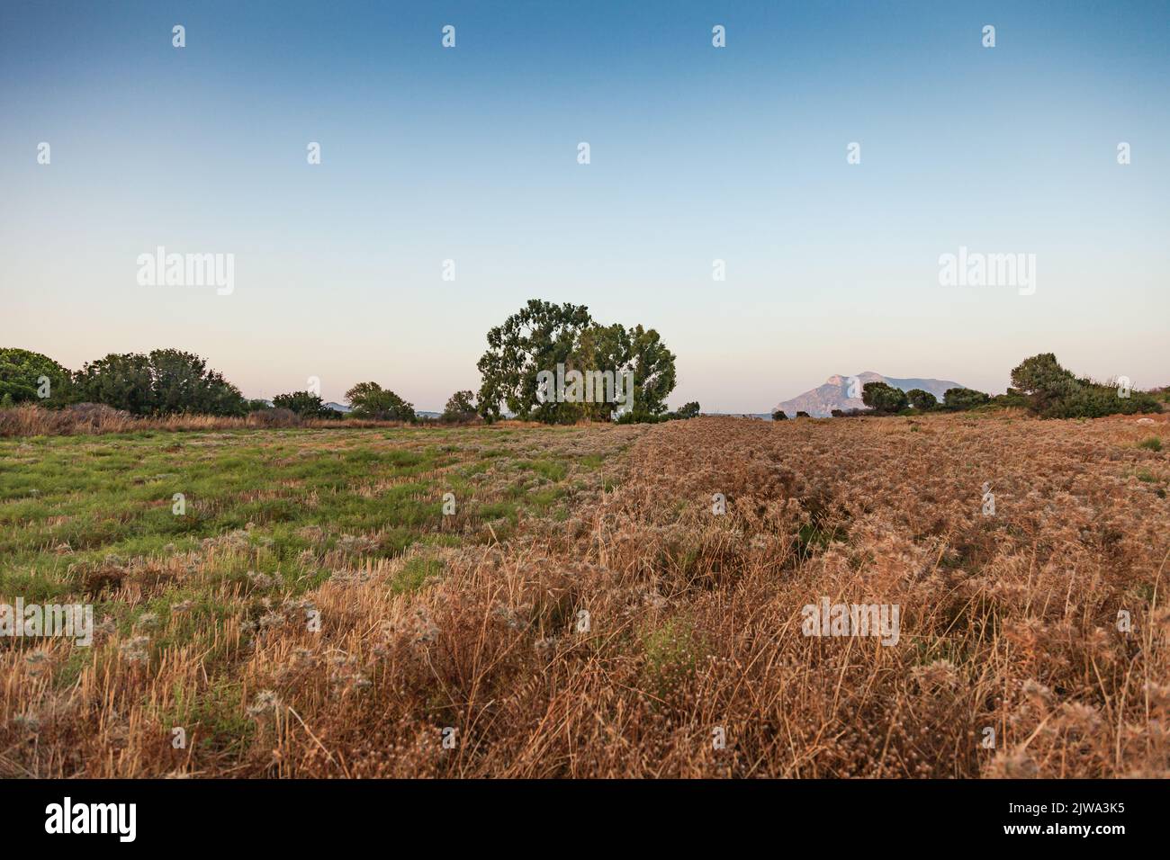 Paysage naturel préservé. Il a séché des buissons et des arbres sauvages. Banque D'Images