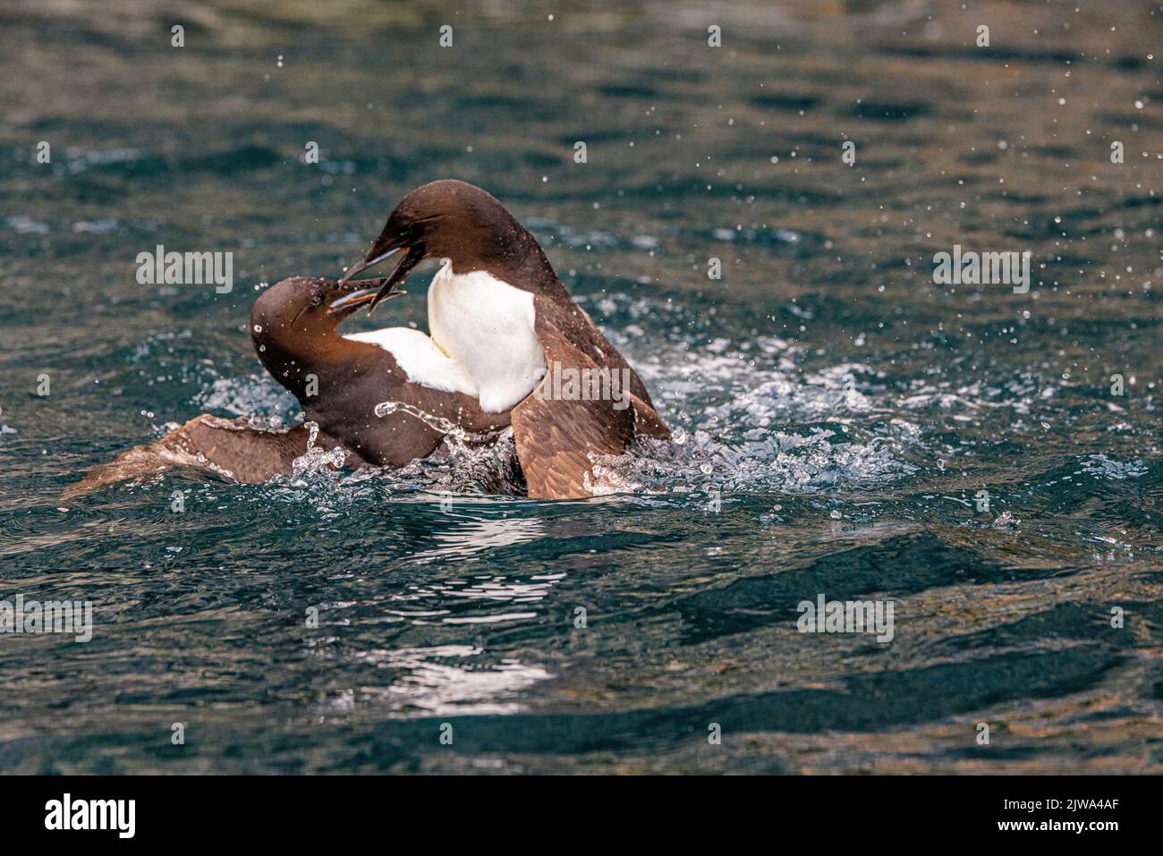 deux guillemots de brunnich se battent comme des oiseaux en colère qui éclaboussent dans la mer calme sous les falaises géantes de la mer à alkefjellet Banque D'Images