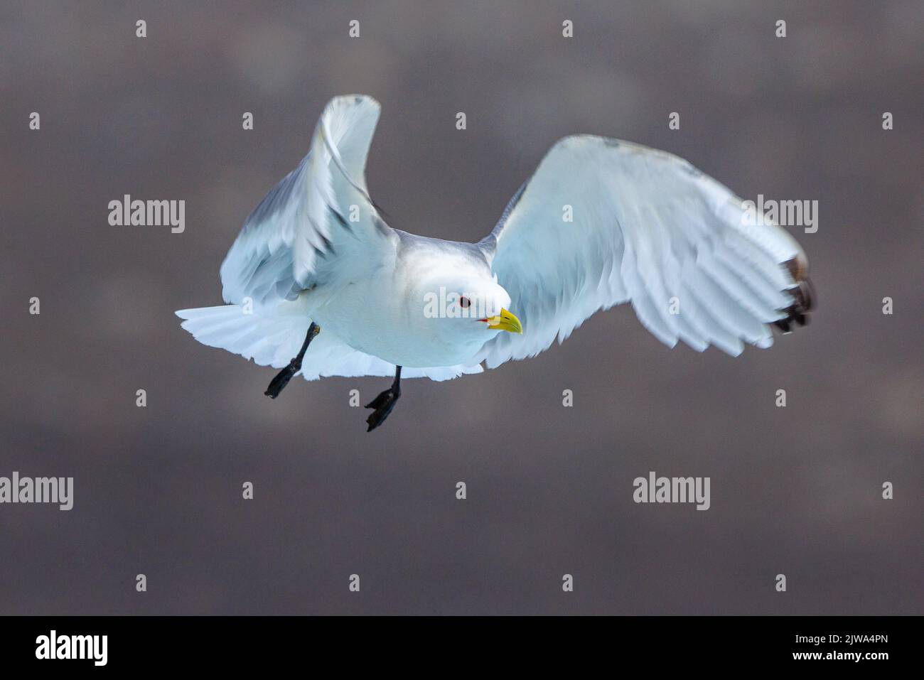 un kittiwake à pattes noires vient de retirer les jambes pendantes et les ailes s'étirent vers l'avant en volant diagonalement vers l'appareil photo Banque D'Images