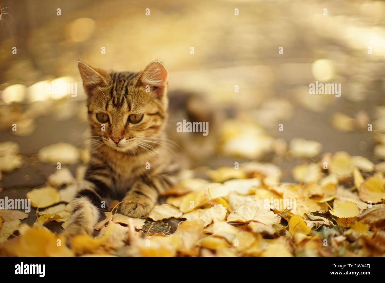 Le chaton tabby se repose dans le jardin ensoleillé d'automne parmi les feuilles dorées. Banque D'Images