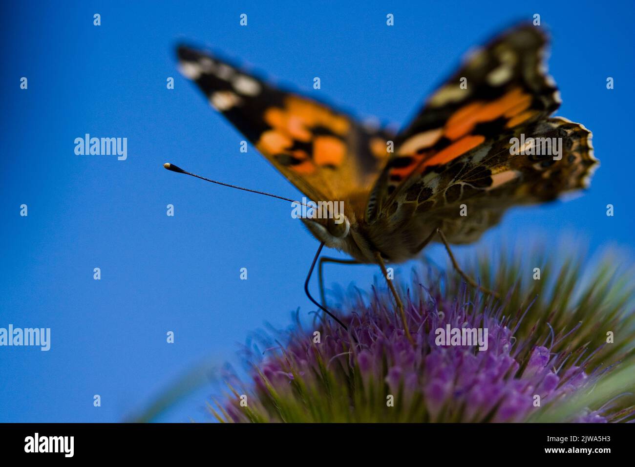Un gros plan d'une dame peinte papillon sur fleur pourpre dans le champ sous ciel bleu Banque D'Images