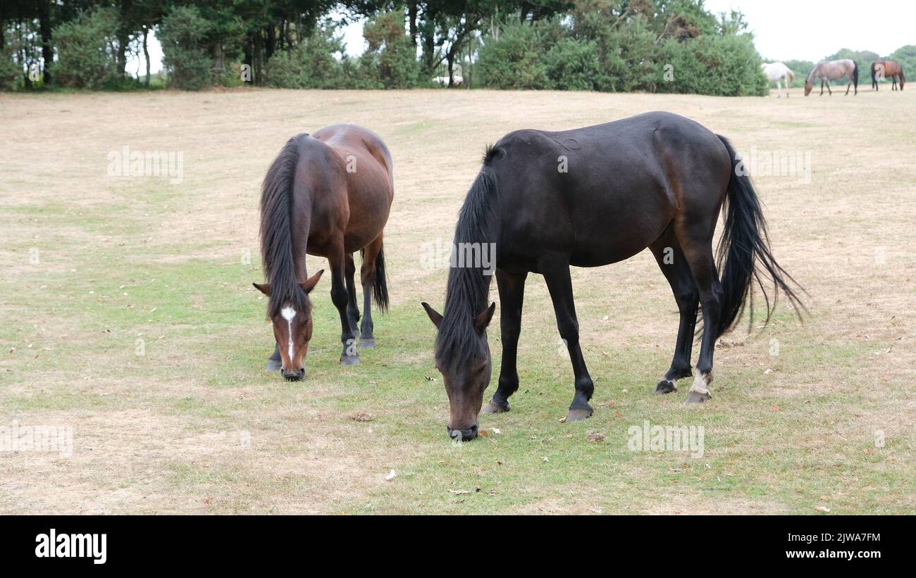Lyndhurst est un beau paysage pittoresque partie du Hampshire au Royaume-Uni bien connu pour l'itinérance sauvage des chevaux et des Ponies qui y fourraillent Banque D'Images