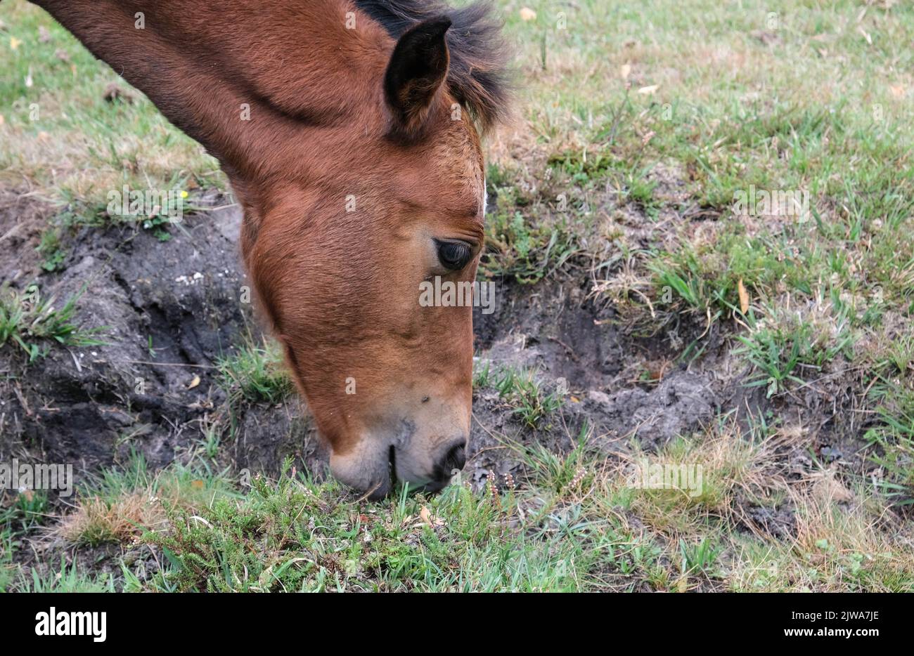 Lyndhurst est un beau paysage pittoresque partie du Hampshire au Royaume-Uni bien connu pour l'itinérance sauvage des chevaux et des Ponies qui y fourraillent Banque D'Images