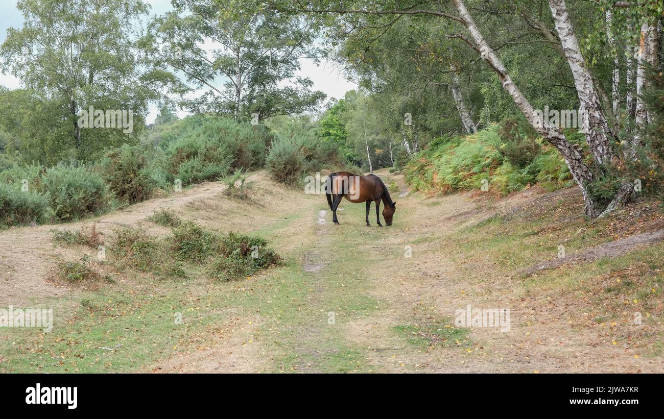 Lyndhurst est un beau paysage pittoresque partie du Hampshire au Royaume-Uni bien connu pour l'itinérance sauvage des chevaux et des Ponies qui y fourraillent Banque D'Images
