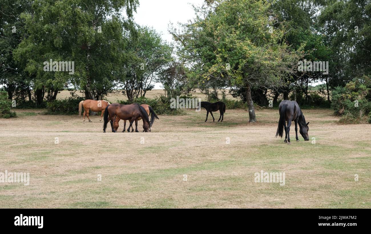Lyndhurst est un beau paysage pittoresque partie du Hampshire au Royaume-Uni bien connu pour l'itinérance sauvage des chevaux et des Ponies qui y fourraillent Banque D'Images