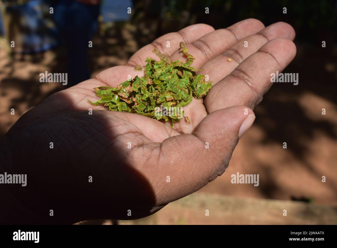 Cinnamon Islet est situé sur le Madhu Ganga est situé vers le sud du Sri Lanka. L'îlot est habité par la famille du producteur de cannelle G. H. Premadasa, qui est assez aimable pour expliquer aux visiteurs comment peler la cannelle pour la production d'huile de cannelle. Les gens peuvent avoir un thé mélangé à la cannelle et acheter de la cannelle de la plus haute qualité ici. La cannelle est une épice qui vient de l'écorce intérieure de l'arbre tropical Cinnamomum, est vendu comme des quills roulés (bâtons de cannelle) ou moulu dans une fine poudre. Sri Lanka. Banque D'Images