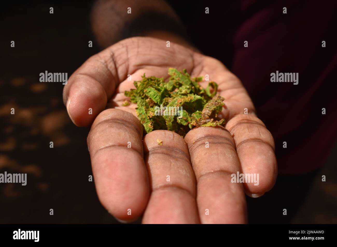 Cinnamon Islet est situé sur le Madhu Ganga est situé vers le sud du Sri Lanka. L'îlot est habité par la famille du producteur de cannelle G. H. Premadasa, qui est assez aimable pour expliquer aux visiteurs comment peler la cannelle pour la production d'huile de cannelle. Les gens peuvent avoir un thé mélangé à la cannelle et acheter de la cannelle de la plus haute qualité ici. La cannelle est une épice qui vient de l'écorce intérieure de l'arbre tropical Cinnamomum, est vendu comme des quills roulés (bâtons de cannelle) ou moulu dans une fine poudre. Sri Lanka. Banque D'Images