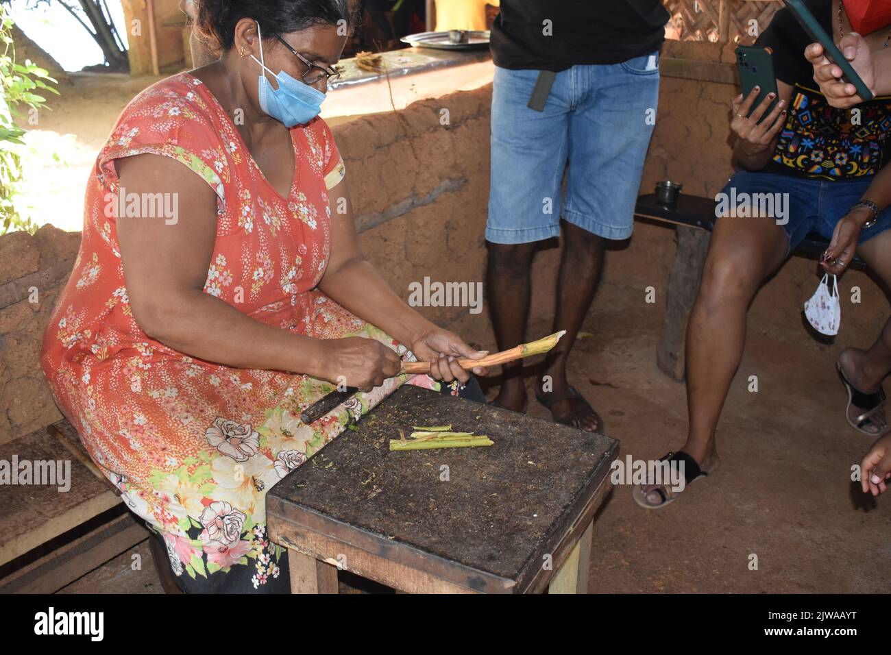 Cinnamon Islet est situé sur le Madhu Ganga est situé vers le sud du Sri Lanka. L'îlot est habité par la famille du producteur de cannelle G. H. Premadasa, qui est assez aimable pour expliquer aux visiteurs comment peler la cannelle pour la production d'huile de cannelle. Les gens peuvent avoir un thé mélangé à la cannelle et acheter de la cannelle de la plus haute qualité ici. La cannelle est une épice qui vient de l'écorce intérieure de l'arbre tropical Cinnamomum, est vendu comme des quills roulés (bâtons de cannelle) ou moulu dans une fine poudre. Sri Lanka. Banque D'Images