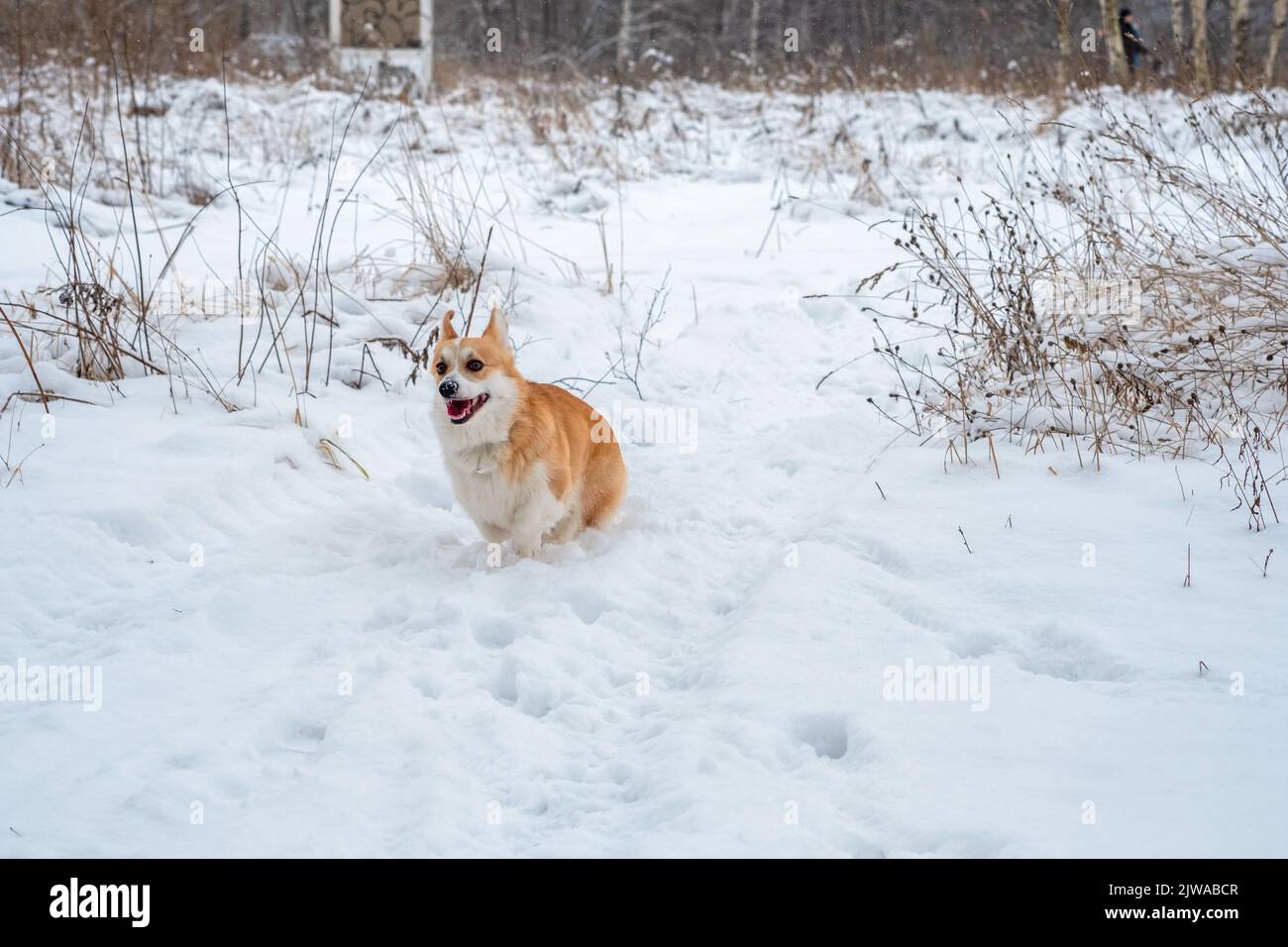 Gallois Corgi Pembroke dans la forêt d'hiver Banque D'Images