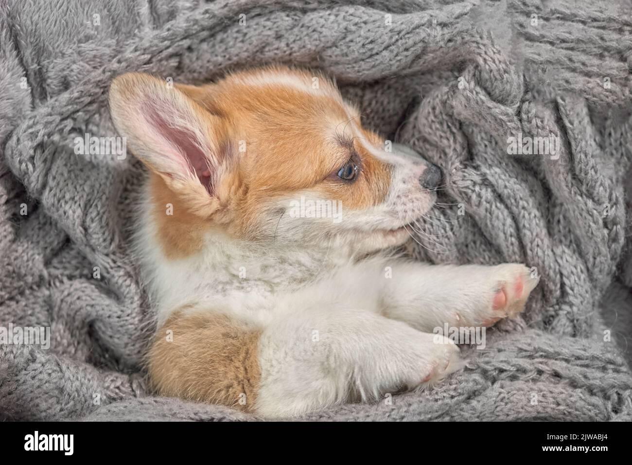 adorable petit corgi de chiot Banque D'Images