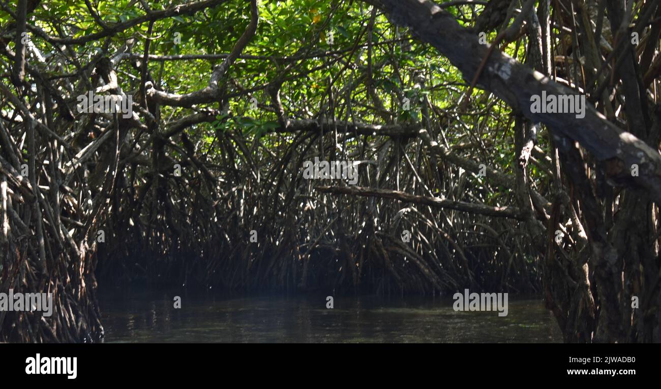 Forêt de Mangroove. Le safari de la rivière Madu est une activité populaire qui doit être sur la liste de faire de tout respectable goer sri lankais de vacances. Cette activité inoubliable dure plus de deux heures et donne à un visiteur l'occasion de parcourir les passages secrets à travers les forêts de mangrove et de voir l'écologie. Madu Ganga est un cours d'eau mineur qui provient près d'Uragasmanhandiya dans le district de Galle au Sri Lanka, avant de s'élargir dans le lac de Madu Ganga à Balapitiya. La rivière coule ensuite sur 4,4 km avant de s'écouler dans l'océan Indien. Il est situé à 88 km au sud de Colombo et à 35 km de NOR Banque D'Images
