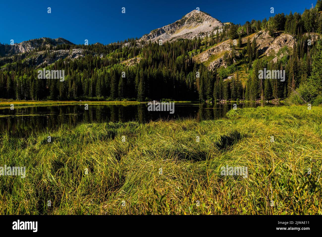 Herbe de prairie avec petit lac de montagne en arrière-plan, Banque D'Images