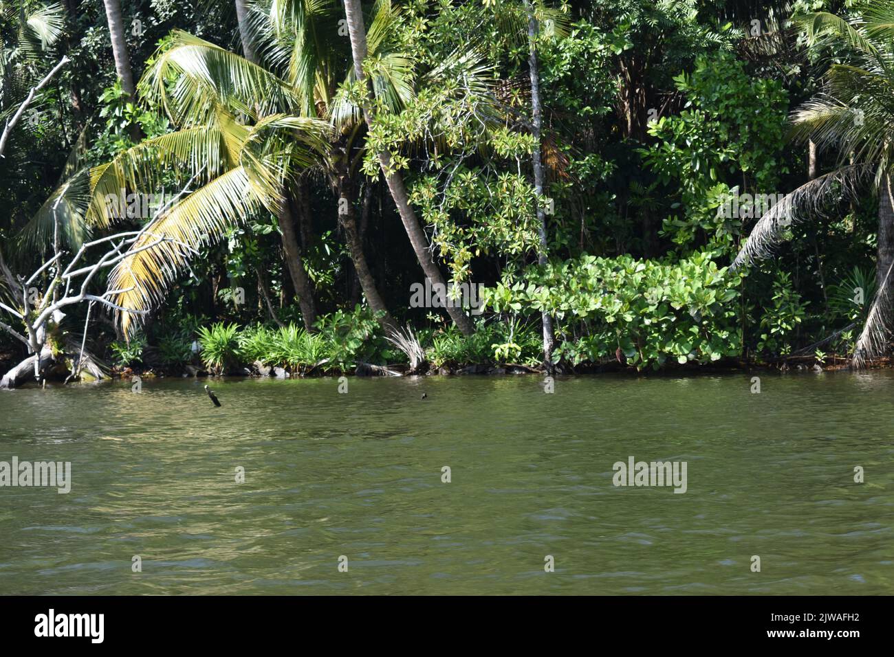 Le safari de la rivière Madu est une activité populaire qui doit être sur la liste de faire de tout respectable goer sri lankais de vacances. Cette activité inoubliable dure plus de deux heures et donne à un visiteur l'occasion de parcourir les passages secrets à travers les forêts de mangrove et de voir l'écologie. Madu Ganga est un cours d'eau mineur qui provient près d'Uragasmanhandiya dans le district de Galle au Sri Lanka, avant de s'élargir dans le lac de Madu Ganga à Balapitiya. La rivière coule ensuite sur 4,4 km avant de s'écouler dans l'océan Indien. Il est situé à 88 km au sud de Colombo et à 35 km au nord de Galle. Sri L Banque D'Images