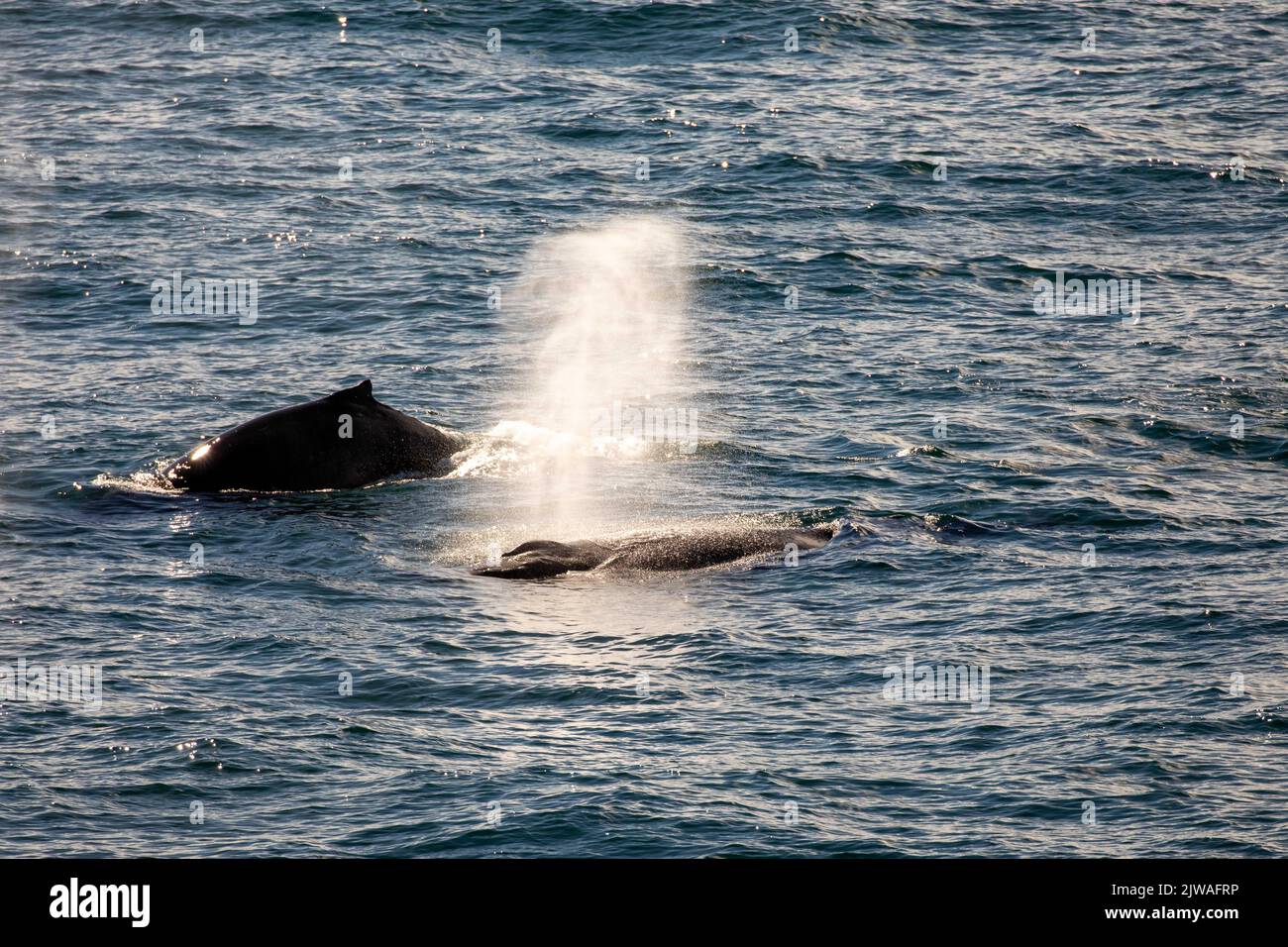 Bosse et nageoire de baleines à bosse au large de la côte de l'Alaska, dans la mer de Chukchi. Banque D'Images