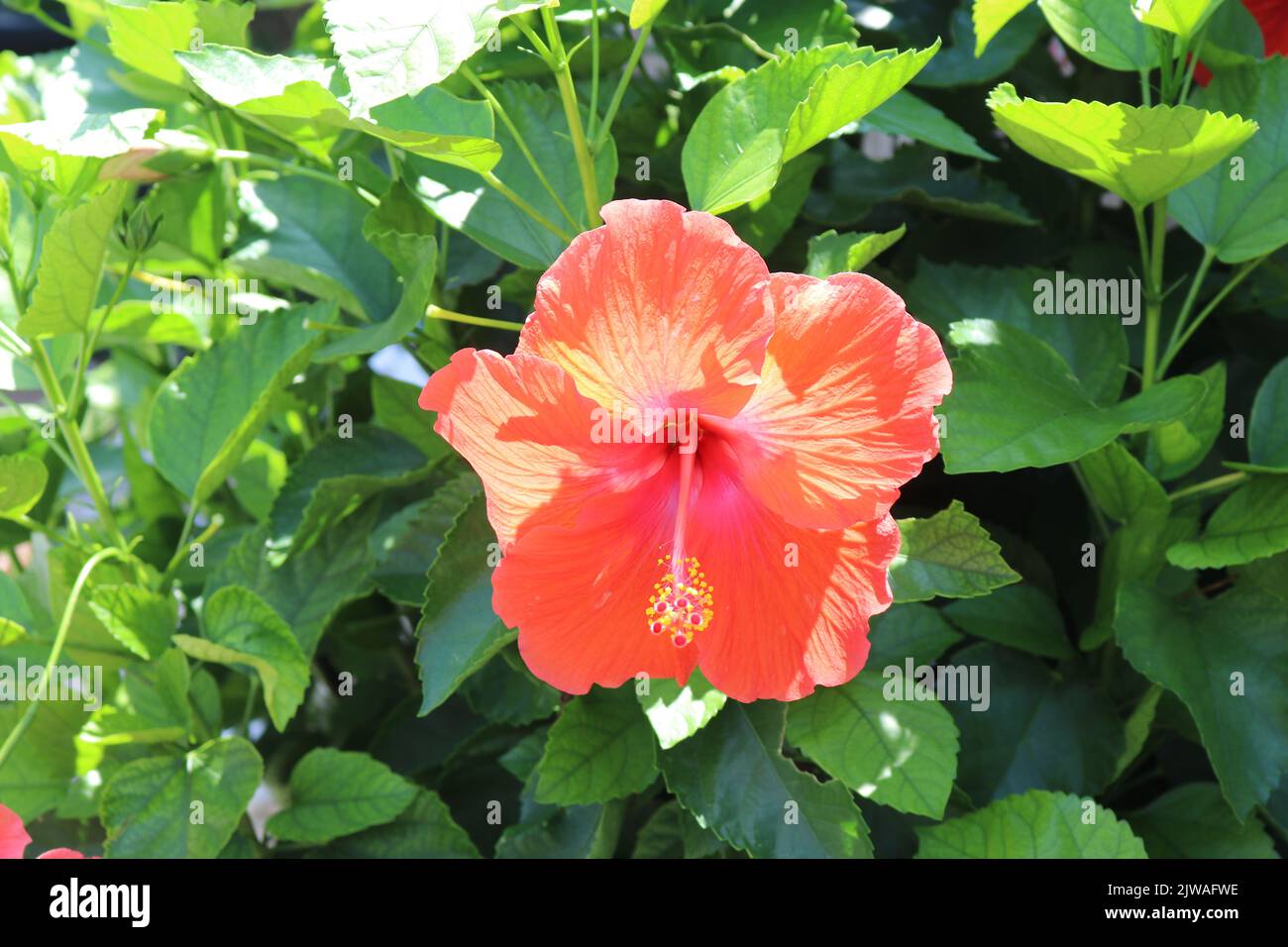 L'hibiscus tropical rouge également connu sous le nom de la rose de Chine ajoute la beauté de l'hibiscus tropical au jardin Banque D'Images