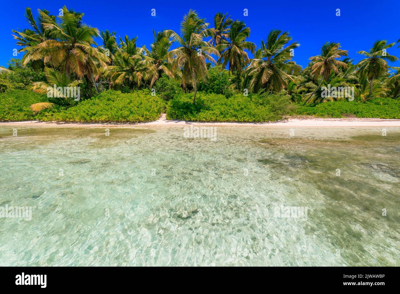 Plage tropicale idyllique des caraïbes avec palmiers, Punta Cana, République Dominicaine Banque D'Images