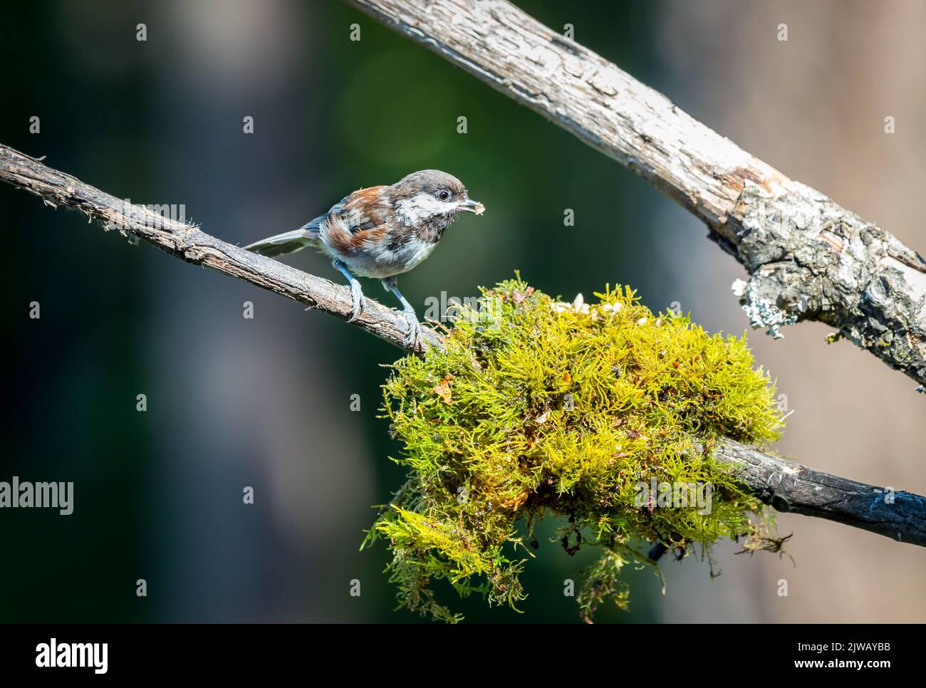 Une chichadée à dos de châtaignier ' Poecile rufescens ' recherche de la nourriture dans la forêt. Banque D'Images