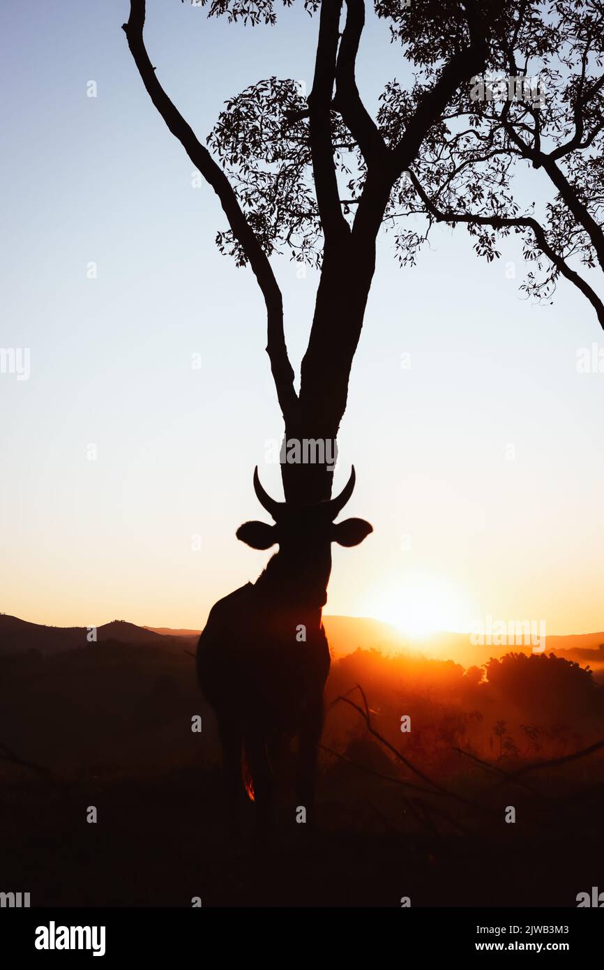 Silhouette de bœuf bordée d'un arbre contre le coucher du soleil. Banque D'Images