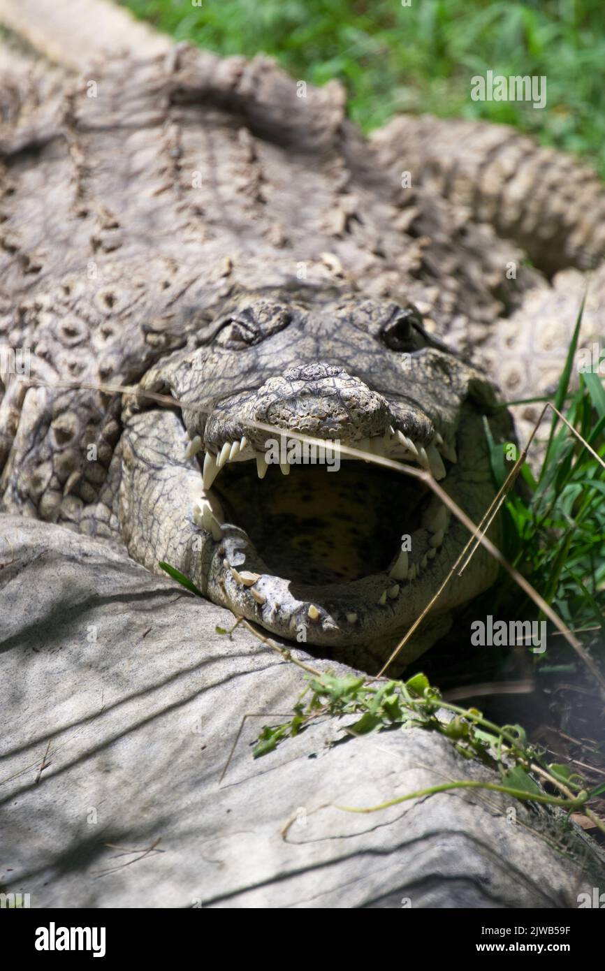 Un crocodile du Nil repose sur le sol avec sa bouche géante ouverte Banque D'Images