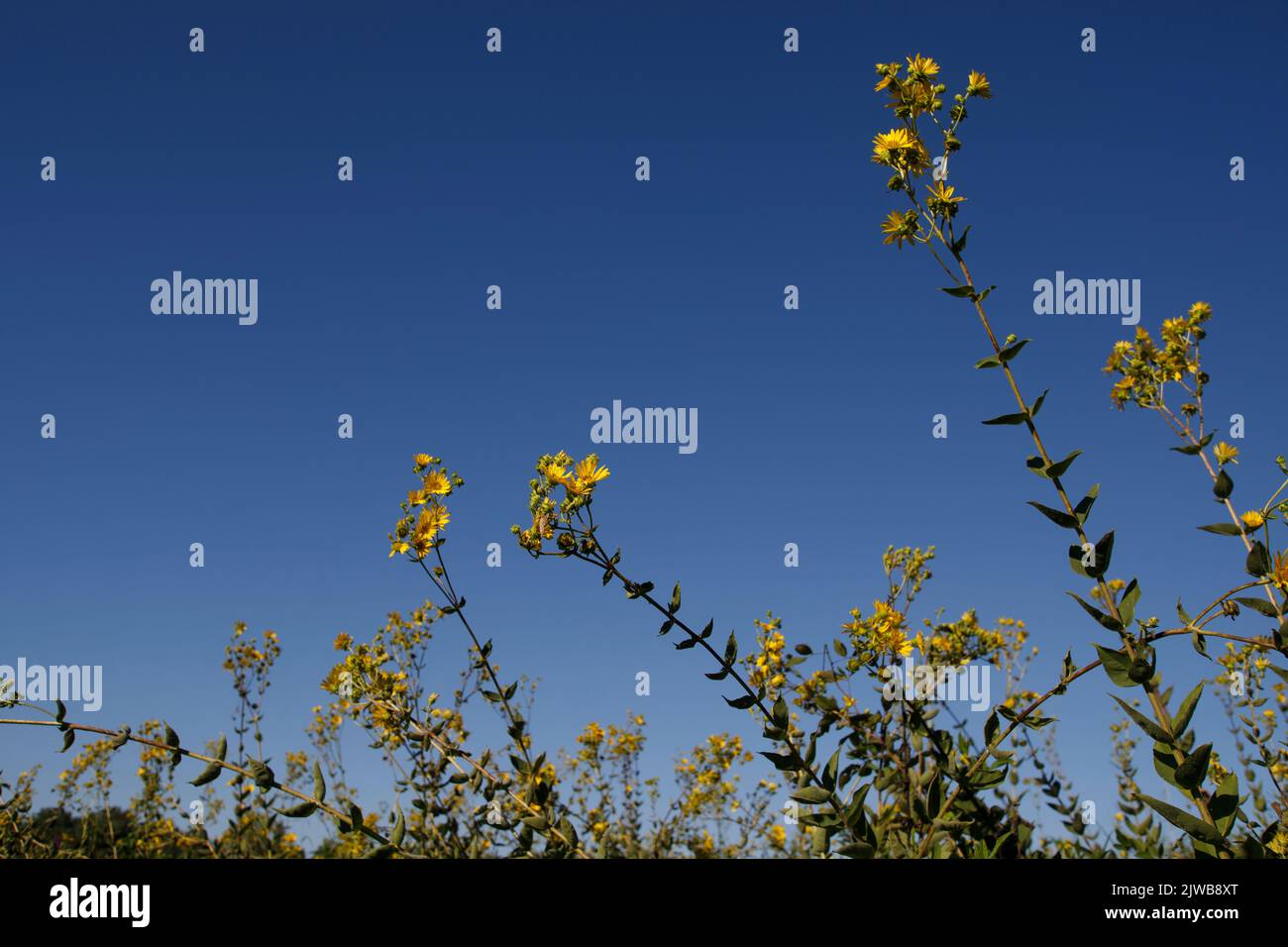 Un Si Grand Soleil 5 Aout 2022 Perspective ascendante des fleurs de soleil jaune dans un ciel bleu à