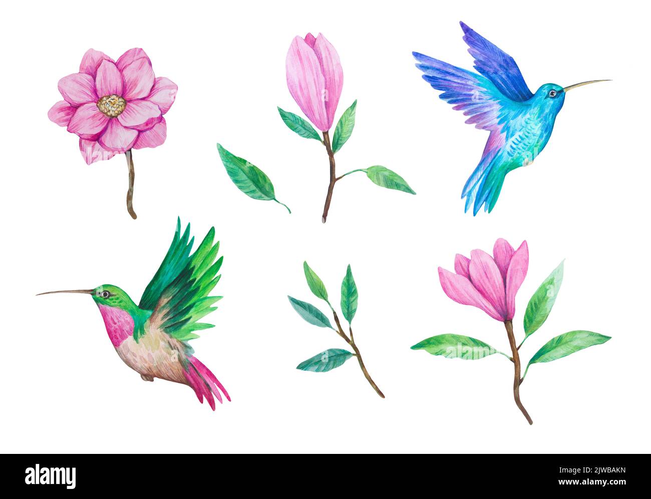 Colibris et fleurs de magnolia. Illustration aquarelle. Ensemble d'éléments isolés pour la décoration et le design Banque D'Images