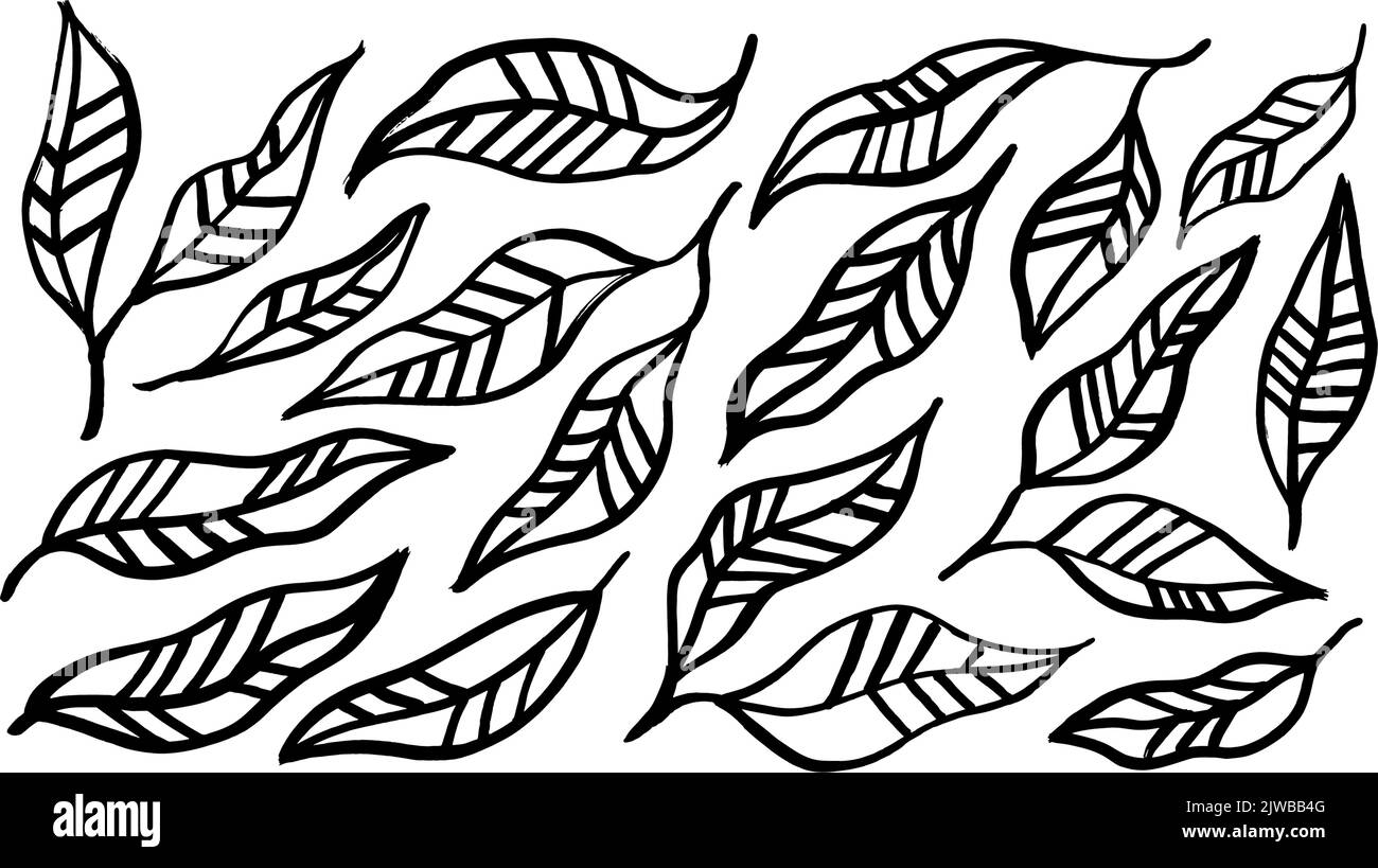 Feuilles linéaires simples avec nervures isolées sur blanc. Illustration de Vecteur