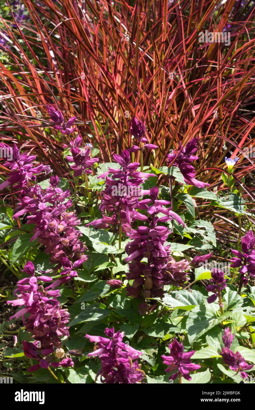 Pennisetum setaceum « feux d'artifice », fontaine d'herbe, lit de fleurs, Salvia splendens « Salsa Lavender » Banque D'Images