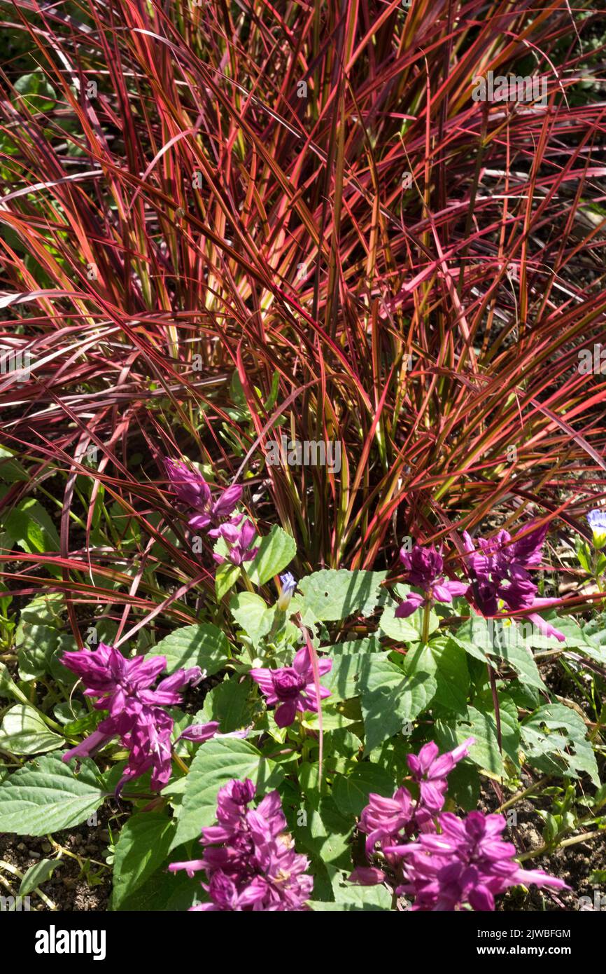Fendeau, Pennisetum 'Fireworks', herbe rouge et Salvia splendens 'Salsa Lavender' dans le jardin de lit de fleur Banque D'Images