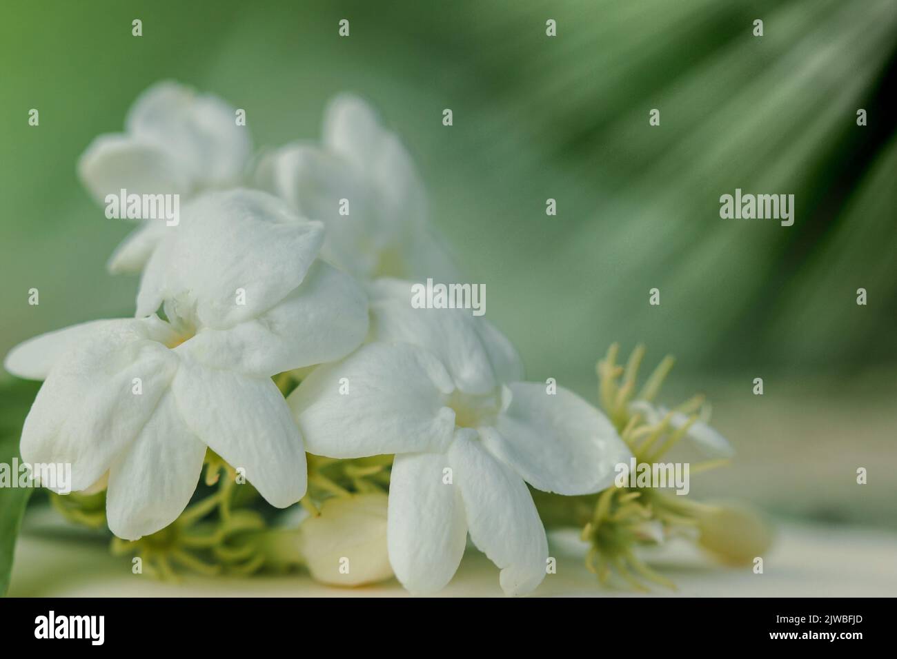 Fleur de jasmin blanche collée sur du papier de mastic avec un fond vert Banque D'Images