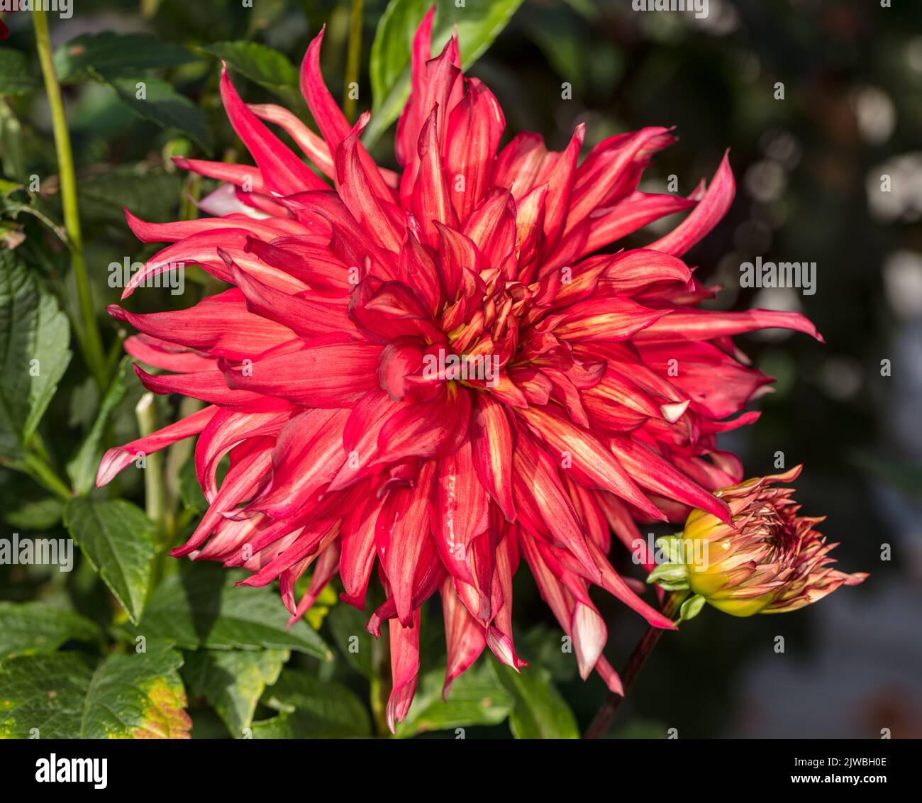 'Taum Sauk' semi-cactus dahlia, semi Kaktus dahlia (Dahlia x hortensis) Banque D'Images