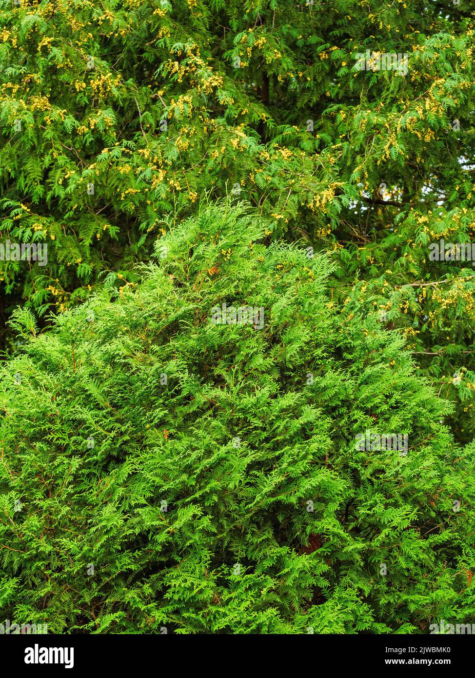 Magnifique vert décoratif boule-forme thuja Banque D'Images