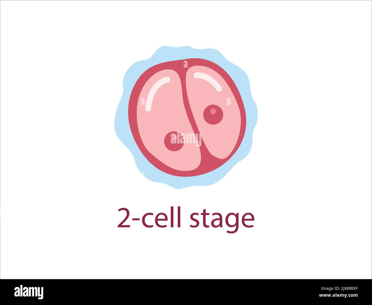 Stade zygote à 2 cellules. Développement embryonnaire humain. Illustration médicale vectorielle. Illustration de Vecteur