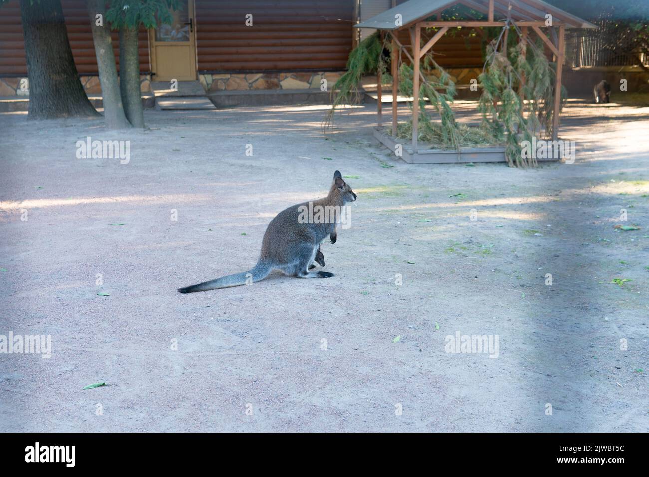 Kangaroo bébé zoo animal blanc faune isolé nature sauvage, de brun heureux à joey et de dessin douillet, debout enfant. Art de symbole natif, opossum Banque D'Images
