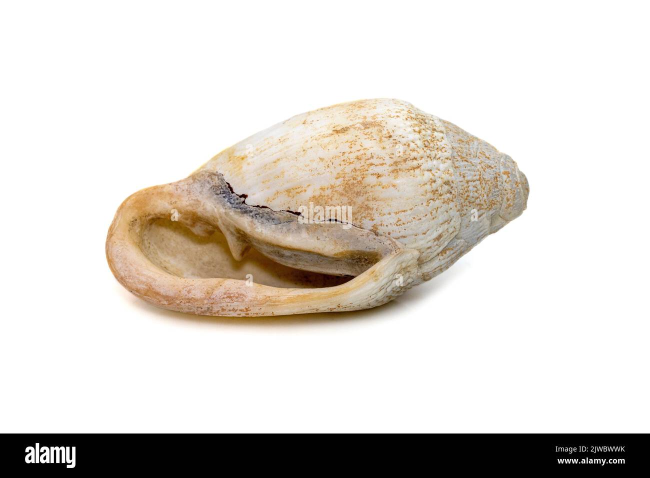 Image de la très vieille coquille de mer blanche de phalium granulatum isolée sur fond blanc. Animaux sous-marins. Coquillages. Banque D'Images