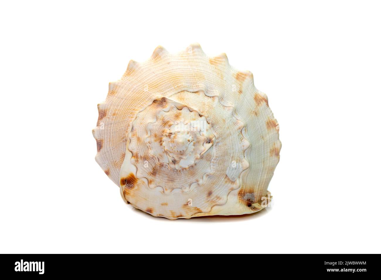 Image de coquillages en Helmet à cornes. (cassis cornuta) est une espèce d'escargot de mer très grand isolé sur fond blanc. Animaux sous-marins. Mer Shel Banque D'Images