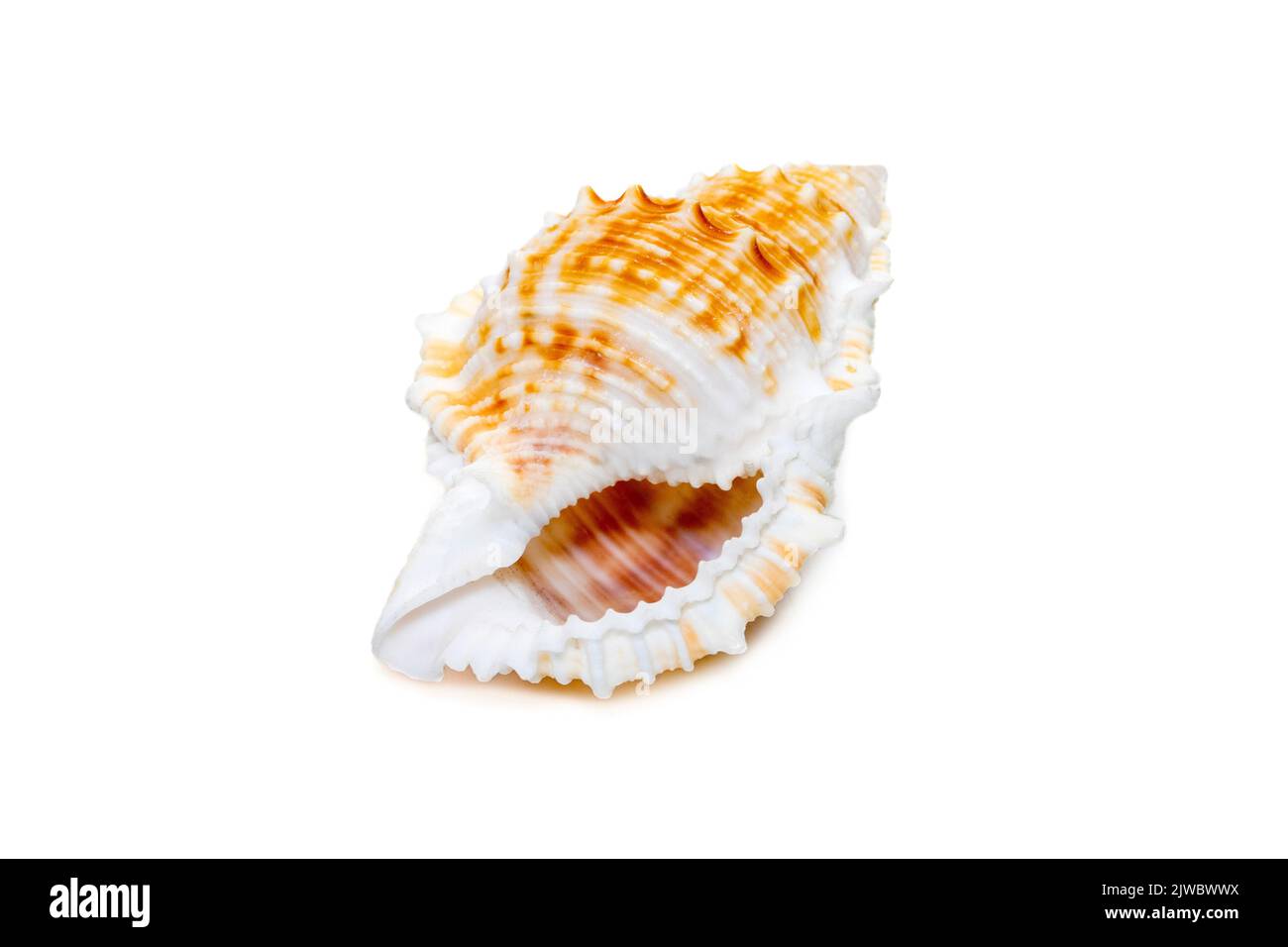 Image de bufonaria le coquillage de rana est une espèce d'escargot de mer, un mollusque de gastropodes marin de la famille des Bursidae, les coquilles de grenouilles isolées sur le dos blanc Banque D'Images