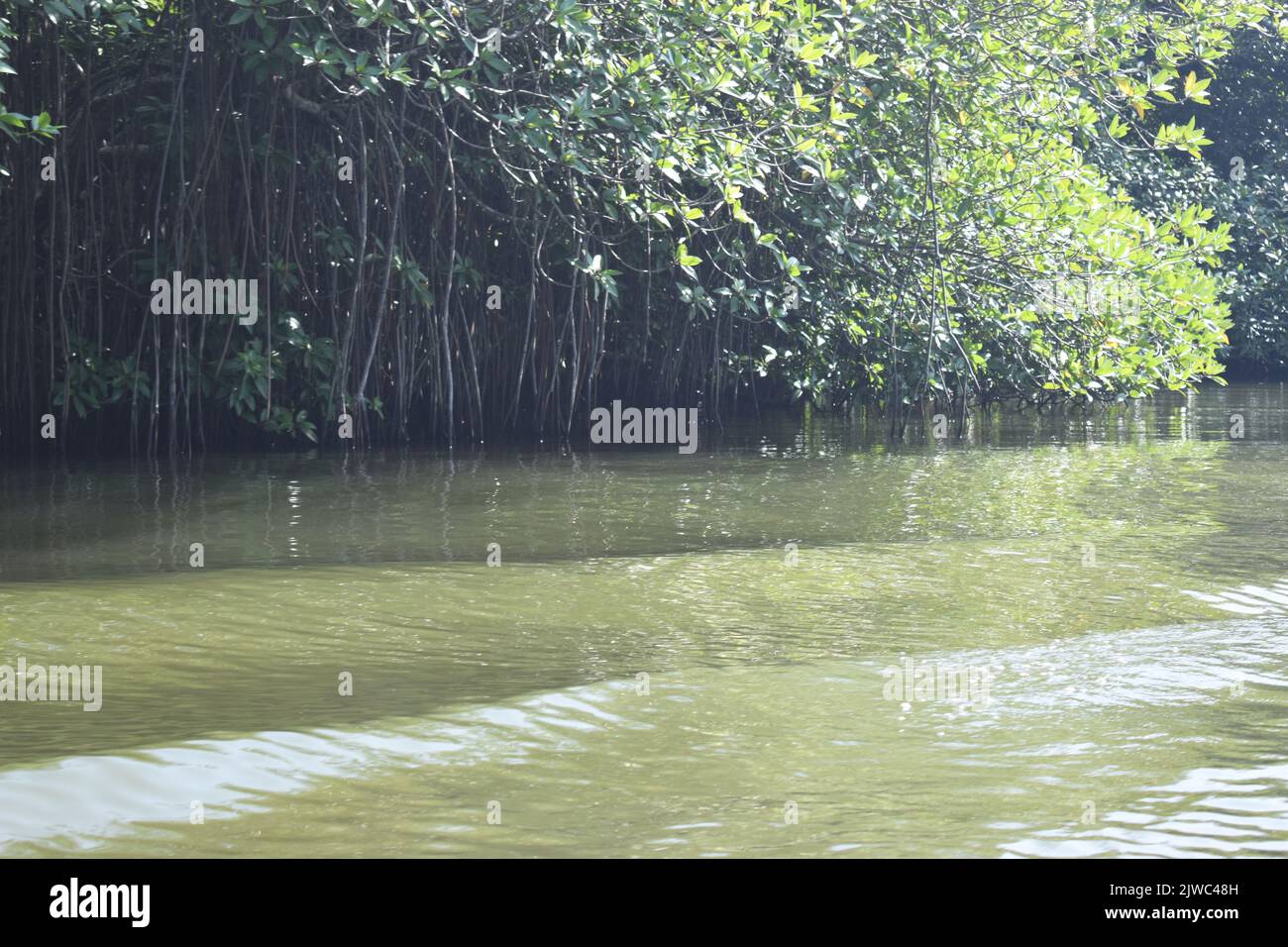 Forêt de Mangroove. Le safari de la rivière Madu est une activité populaire qui doit être sur la liste de faire de tout respectable goer sri lankais de vacances. Cette activité inoubliable dure plus de deux heures et donne à un visiteur l'occasion de parcourir les passages secrets à travers les forêts de mangrove et de voir l'écologie. Madu Ganga est un cours d'eau mineur qui provient près d'Uragasmanhandiya dans le district de Galle au Sri Lanka, avant de s'élargir dans le lac de Madu Ganga à Balapitiya. La rivière coule ensuite sur 4,4 km avant de s'écouler dans l'océan Indien. Il est situé à 88 km au sud de Colombo et à 35 km de NOR Banque D'Images