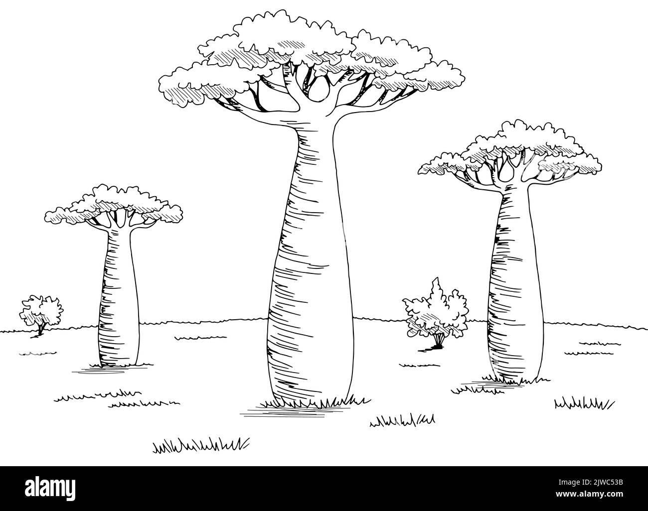 Baobab arbre grove graphique noir blanc paysage esquisse illustration vecteur Illustration de Vecteur